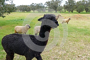 Alpaca in Australia Farm stay