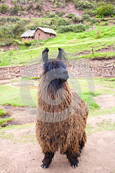 Alpaca at Awanacancha    834471