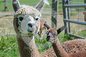 alpaca with a baby cria by its side in the pasture