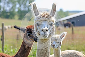 alpaca with a baby cria by its side in the pasture photo
