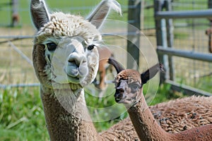 alpaca with a baby cria by its side in the pasture photo