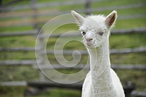 Alpaca baby photo