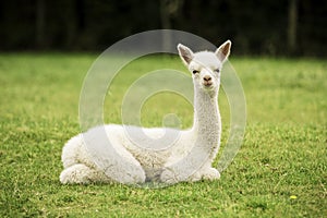 Alpaca baby sitting on the grass