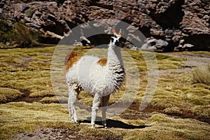 Alpaca in the Bolivian desert