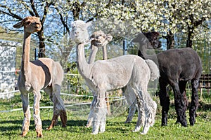 Alpaca Breeding. Closeup Group Domesticated Camelid Mammal, Lama Pacos In Yard Of Farm in