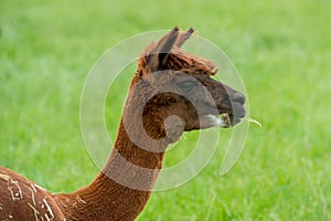 Alpaca, brown llama on spring meadow on farmyard