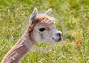 Alpaca and butterfly