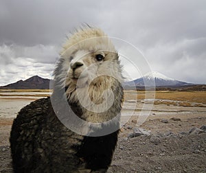 Alpaca at the Chile altiplano