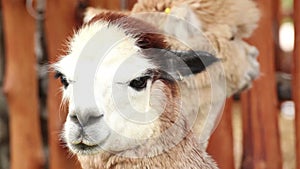 Alpaca,closeup