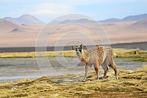 Alpaca at Colorado Lagoon, Bolivia