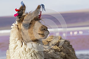 Alpaca at Colorado Lagoon, Salt Lake, Bolivia, South America.