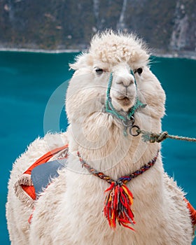 Cute alpaca in blue lake in Southamerica photo