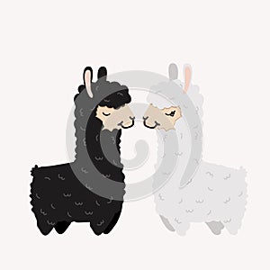 Alpaca couple in love On Isolate Background