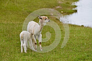 Alpaca with cub