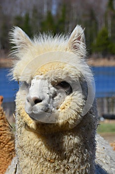 Alpaca is a domesticated species of South American camelid.