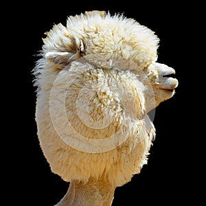 Alpaca is a domesticated species of South American camelid