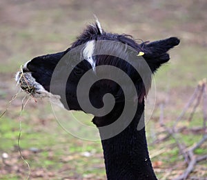 Alpaca is a domesticated species of South American camelid. photo