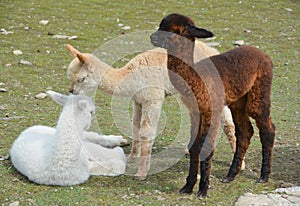 Alpaca photo