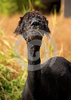 Alpaca Eating Grass in Field