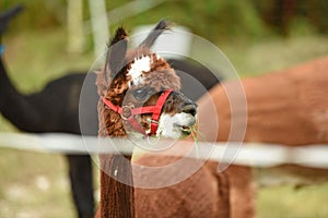 An alpaca eats grass, Austria