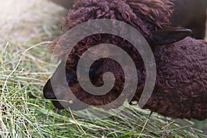 Alpaca eats grass. Close-up of a brown alpaca head.