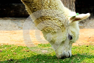 The alpaca eatting grass photo