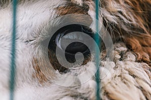 Alpaca eye close up. Wild animal in a zoo cage. Animal welfare concept