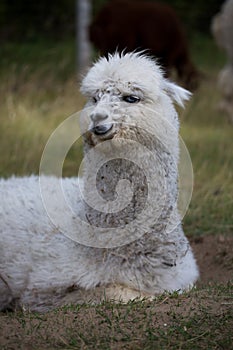 Alpaca on farm