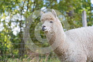 Alpaca on farm