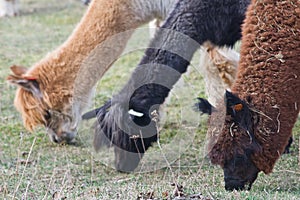 Alpaca on farm