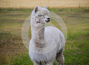 Alpaca on farm