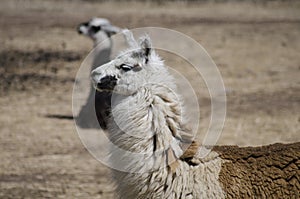 Alpaca Farm