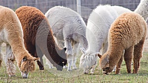 Alpaca on farm photo