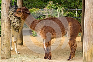 Alpaca feeding in a compound