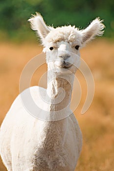 Alpaca in Field