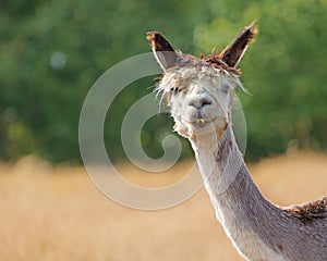 Alpaca in Field