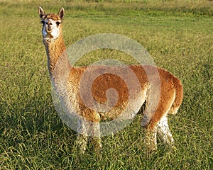 Alpaca in the field photo