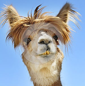 Alpaca with funny hair.