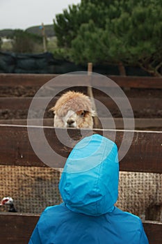 Alpaca photo