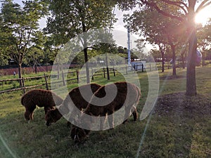 Alpaca grass mud horse eat grassï¼Œenjoy sunshine