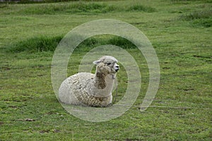 Alpaca grazes on the territory Inca prehistoric ruins in Chucuito near Puno, Titicaca lake area. Peru