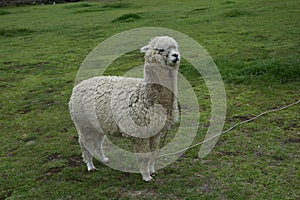 Alpaca grazes on the territory Inca prehistoric ruins in Chucuito near Puno, Titicaca lake area. Peru