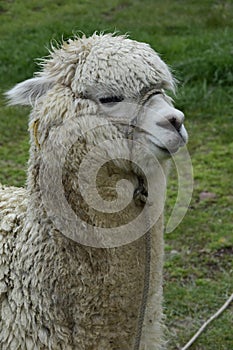 Alpaca grazes on the territory Inca prehistoric ruins in Chucuito near Puno, Titicaca lake area. Peru