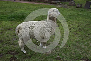 Alpaca grazes on the territory Inca prehistoric ruins in Chucuito near Puno, Titicaca lake area. Peru