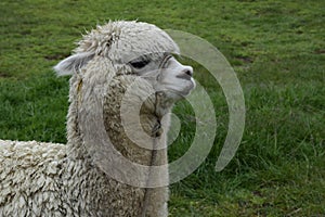 Alpaca grazes on the territory Inca prehistoric ruins in Chucuito near Puno, Titicaca lake area. Peru