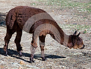 Alpaca grazing