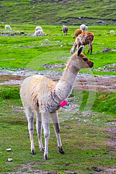 Alpaca grazing at Machu Picchu, Cuzco, Peru