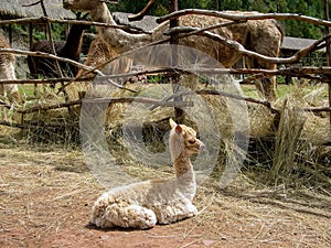 Alpaca and guanacos on llama farm in Peru