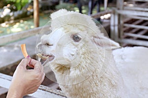 Alpaca, hands are feeding alpaca, white alpaca in farm, alpaca is animal smile and teeth funny