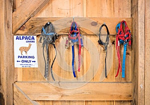 Alpaca Harnesses Hanging in Barn with Sign